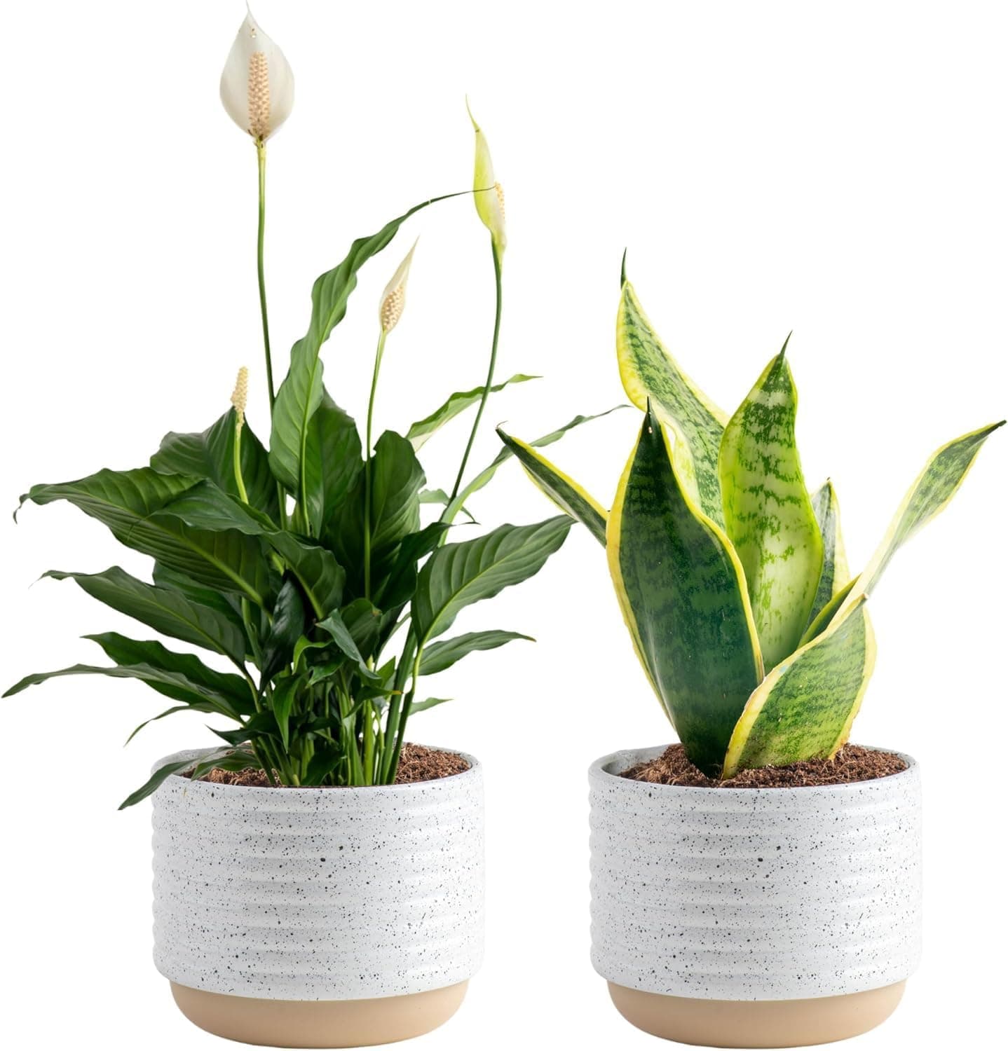 Horti houseplant subscription delivery with plant, planter, and illustrated care zine on a table